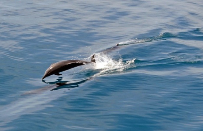 delfinia 
