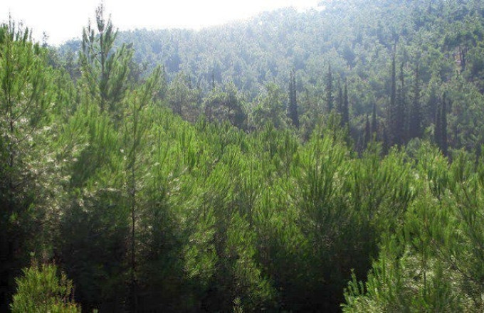 Δάση