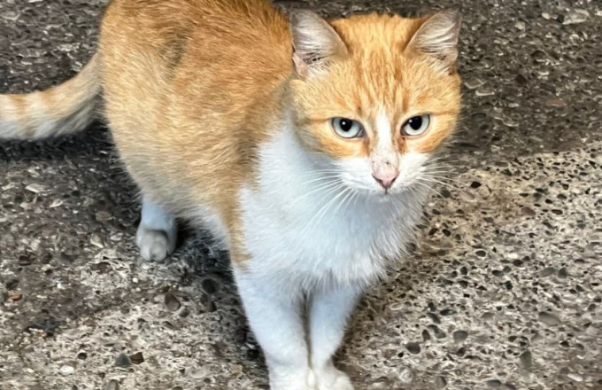 θανάτωση γάτας