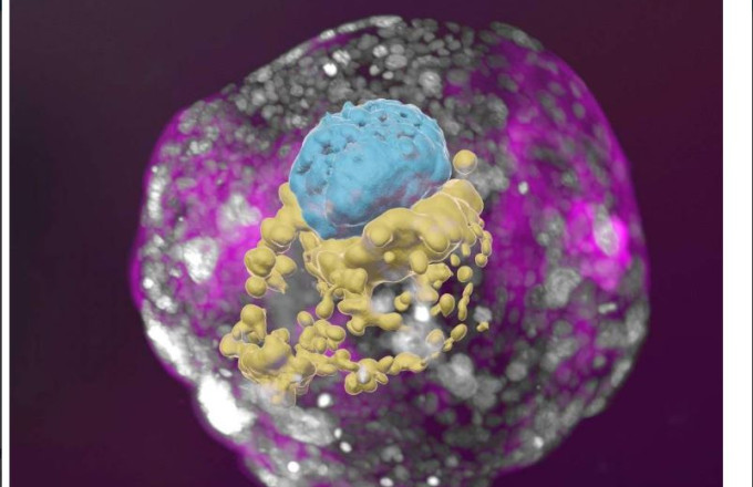 Model of embryo