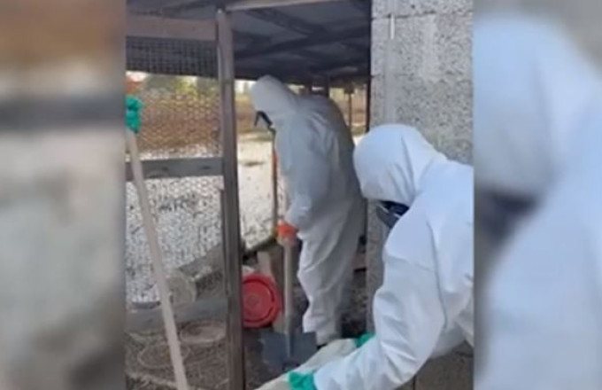 νεκρά ζώα