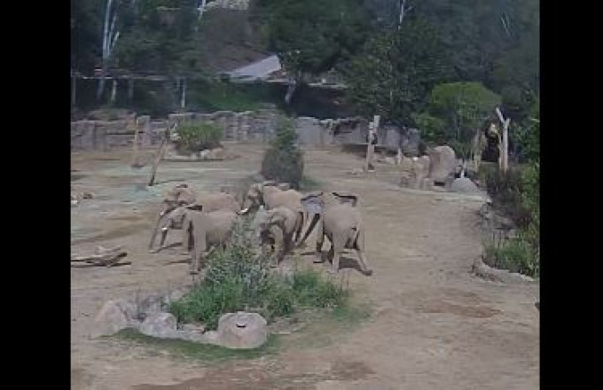 elephants, San Diego Zoo Wildlife Alliance