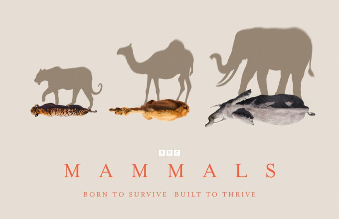 mammals