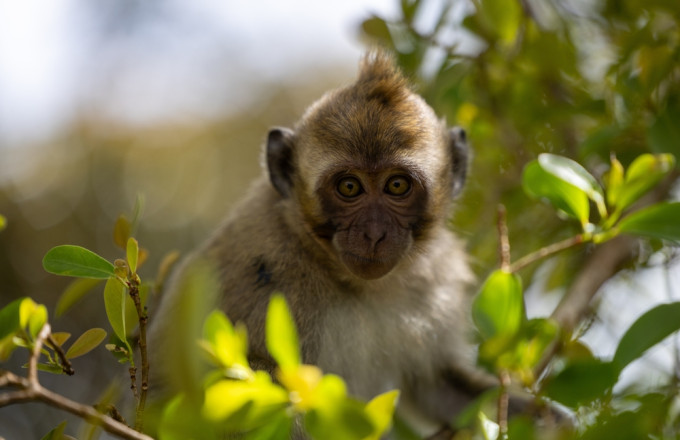  A Young Macaque's 