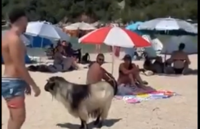 κατσίκα