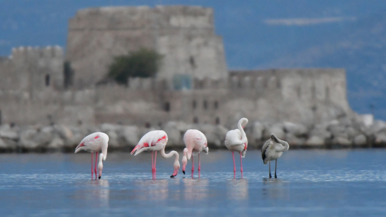 Natura 2000: Οι 446 προστατευόμενες περιοχές στην Ελλάδα Natura 2000: Οι 446 προστατευόμενες περιοχές στην Ελλάδα