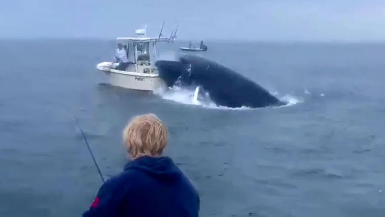 Viral Video: Φάλαινα «προσγειώνεται» σε βάρκα και εκτοξεύει τους ψαράδες στον αέρα