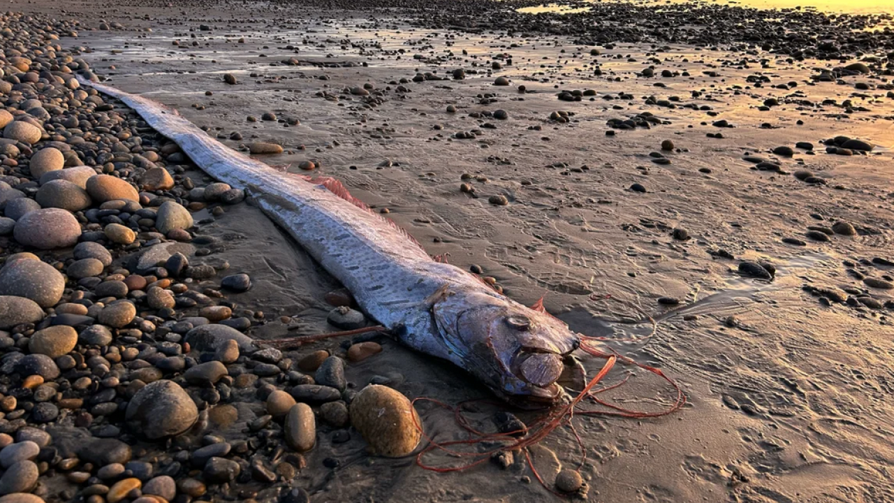 Το doomsday fish εμφανίστηκε ξανά στη Νότια Καλιφόρνια... για τρίτη φορά το 2024