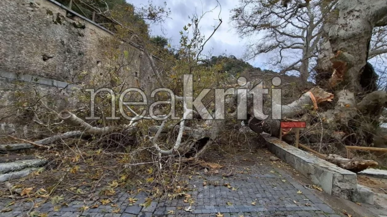 Κατέρρευσε τμήμα του ιστορικού πλάτανου στο Κράσι Ηρακλείου - Το δέντρο είναι πάνω από 1.000 ετών