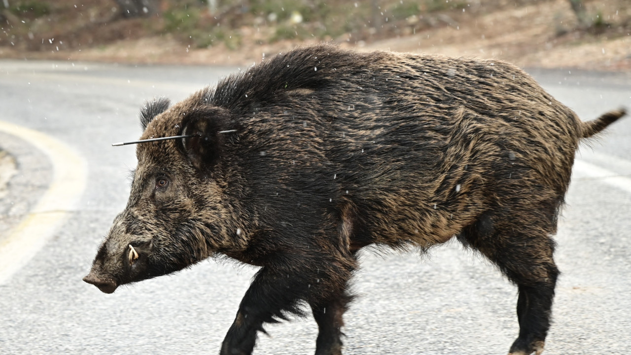 Αγριογούρουνο χτυπημένο με βέλος κοντά στο τελεφερίκ της Πάρνηθας - Δείτε φωτογραφίες