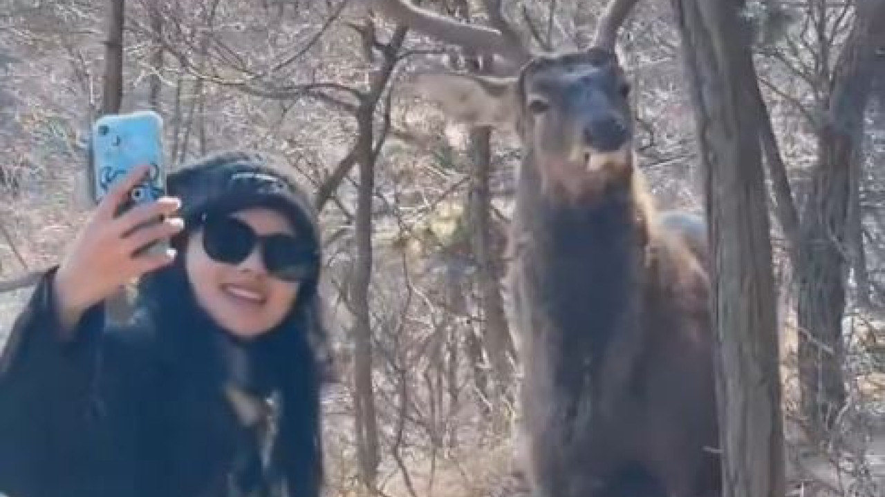 Viral: Ελάφι ποζάρει για selfie – «Μην το δοκιμάσετε»