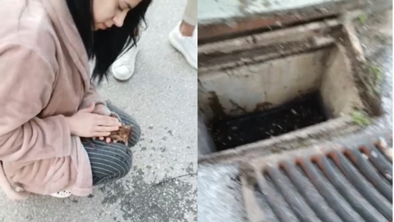 Θεσσαλονίκη: 21χρονη επαναφέρει στη ζωή γατάκι που είχε πέσει σε φρεάτιο Θεσσαλονίκη: 21χρονη επαναφέρει στη ζωή γατάκι που είχε πέσει σε φρεάτιο