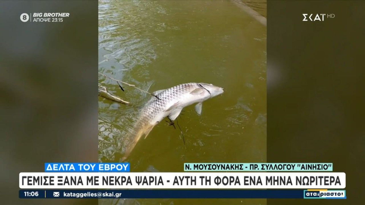 Δέλτα του Έβρου: Γέμισε ξανά με νεκρά ψάρια – Αυτή τη φορά ένα μήνα νωρίτερα – Ο ρόλος ενός τουρκικού φράγματος