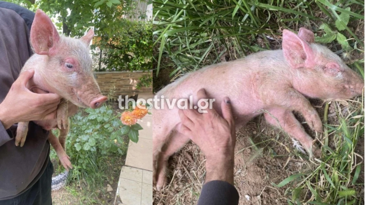 Θεσσαλονίκη: Ο Πόρκι ψάχνει σπίτι και οικογένεια
