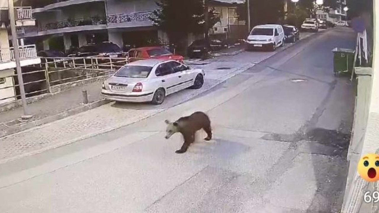 Γρεβενά: Αρκούδα κόβει βόλτες σε κεντρικό δρόμο Γρεβενά: Αρκούδα κόβει βόλτες σε κεντρικό δρόμο