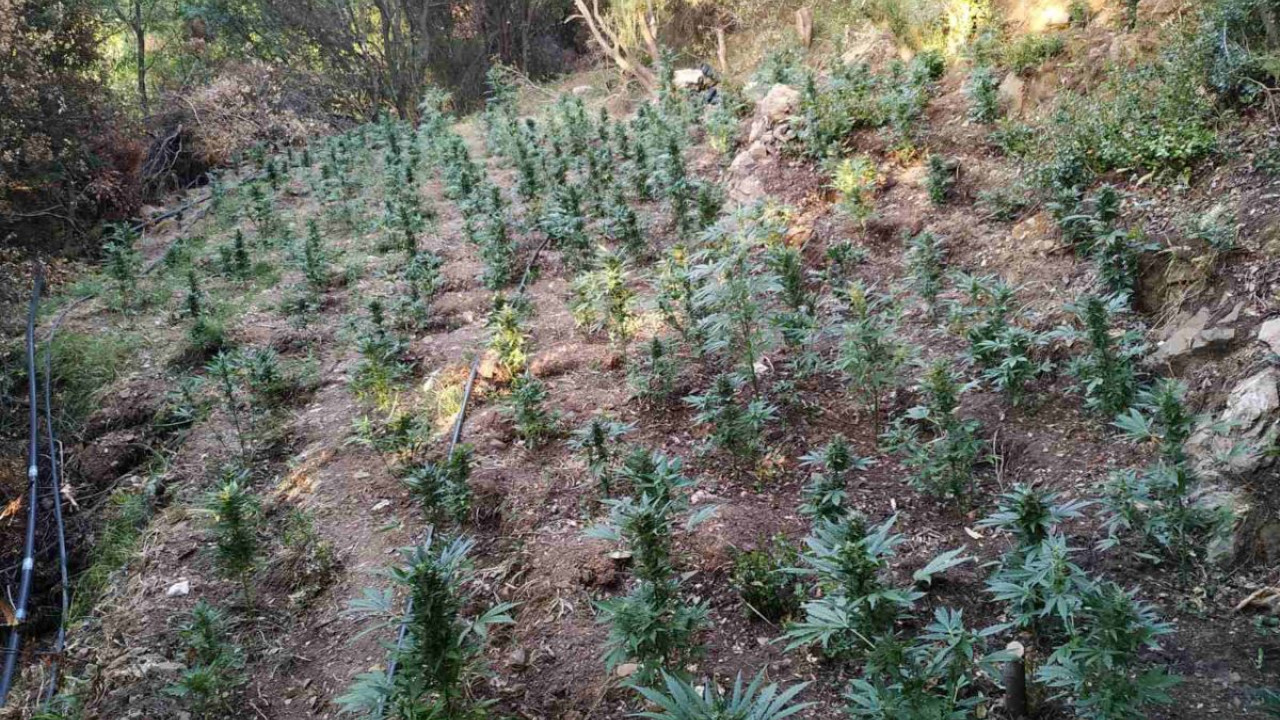 Ισόβια σε 3 άτομα για χασισοφυτεία στη Θεσσαλονίκη με πάνω από 1000 δενδρύλλια Ισόβια σε 3 άτομα για χασισοφυτεία στη Θεσσαλονίκη με πάνω από 1000 δενδρύλλια
