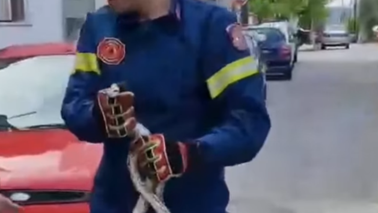 Τεράστιο φίδι λαχτάρισε ενοίκους σπιτιού στην Σπάρτη: Έκανε βόλτες στην αυλή τους - Δείτε βίντεο