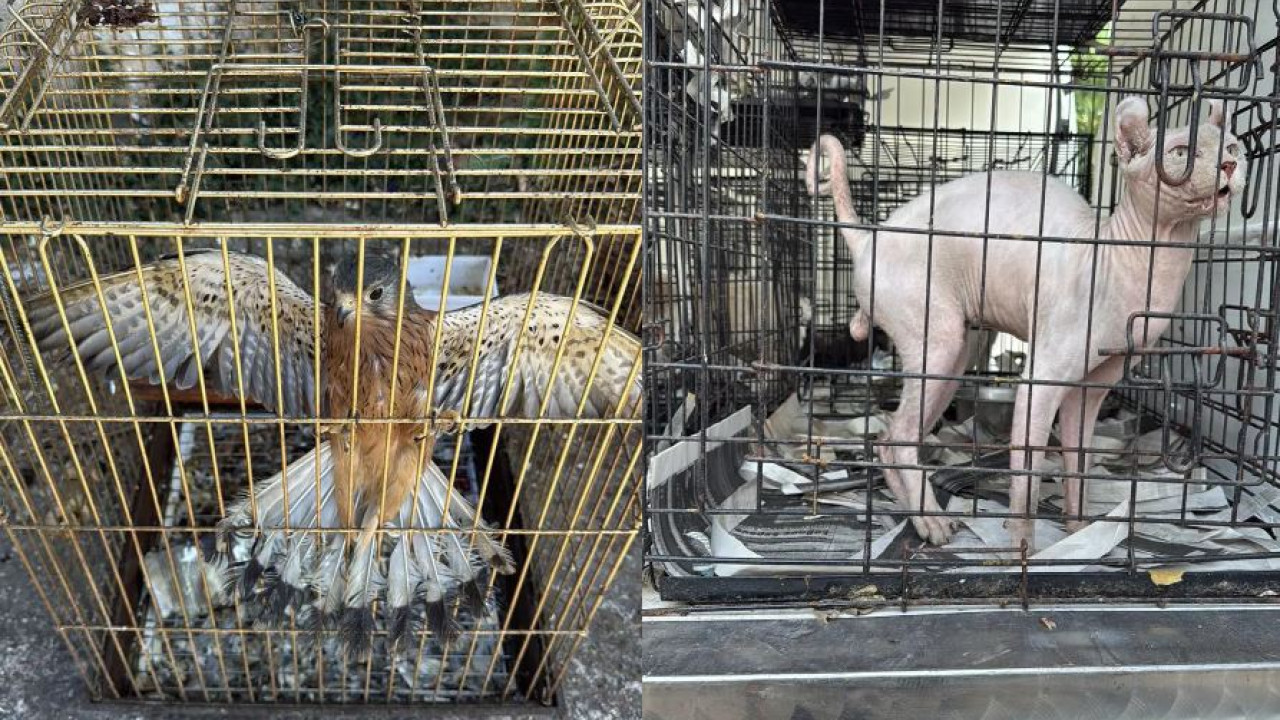 Εξιχνιάστηκε υπόθεση παράνομου εμπορίου ζώων συντροφιάς στον Γέρακα