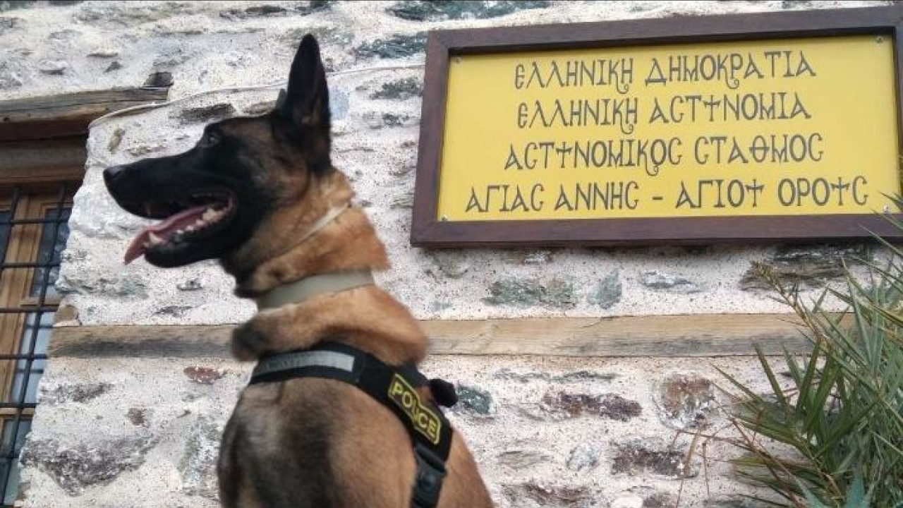O Όσκαρ ο πιο διάσημος σκύλος περιπολίας της ΕΛ.ΑΣ. βγαίνει στη σύνταξη O Όσκαρ ο πιο διάσημος σκύλος περιπολίας της ΕΛ.ΑΣ. βγαίνει στη σύνταξη