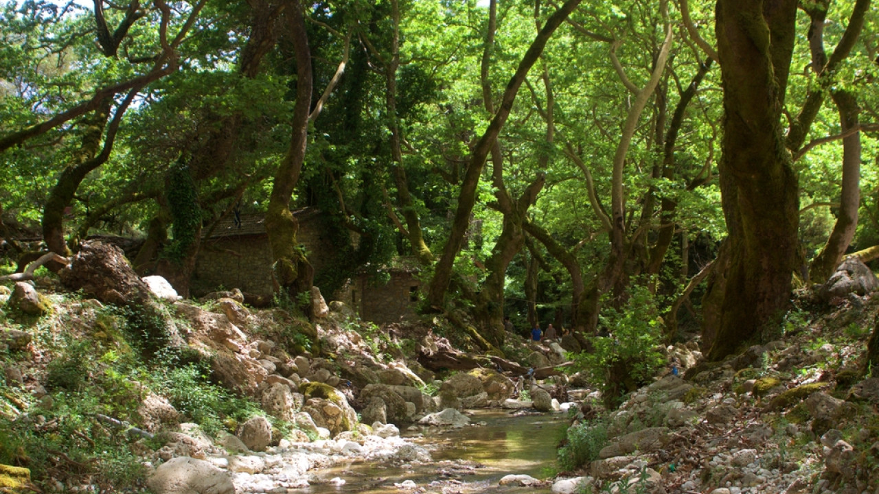Ελλάδα: Τα πλατάνια πεθαίνουν όρθια