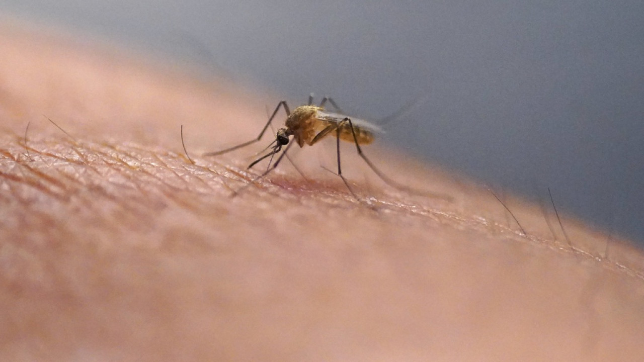 Τι γνωρίζουμε για τον ιό τσικουνγκούνια που εξαπλώνεται στην Κίνα Τι γνωρίζουμε για τον ιό τσικουνγκούνια που εξαπλώνεται στην Κίνα