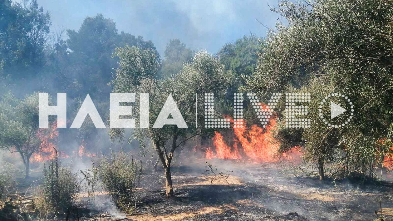 Φωτιά σε αγροτοδασική έκταση στη Μέλισσα Λεχαινών Ηλείας Φωτιά σε αγροτοδασική έκταση στη Μέλισσα Λεχαινών Ηλείας