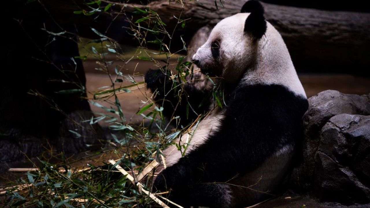 &Tau;&omicron; &tau;έ&lambda;&omicron;&sigmaf; &tau;&eta;&sigmaf; &laquo;&delta;&iota;&pi;&lambda;&omega;&mu;&alpha;&tau;ί&alpha;&sigmaf; &tau;&omega;&nu; &pi;ά&nu;&tau;&alpha;&raquo;: &Eta; &Iota;&alpha;&pi;&omega;&nu;ί&alpha; &alpha;&pi;&omicron;&chi;&alpha;&iota;&rho;&epsilon;&tau;ά &tau;&iota;&sigmaf; &delta;ύ&omicron; &tau;&epsilon;&lambda;&epsilon;&upsilon;&tau;&alpha;ί&epsilon;&sigmaf; &phi;&iota;&lambda;&omicron;&xi;&epsilon;&nu;&omicron;ύ&mu;&epsilon;&nu;&epsilon;&sigmaf; &alpha;&rho;&kappa;&omicron;ύ&delta;&epsilon;&sigmaf; - &Beta;ί&nu;&tau;&epsilon;&omicron;, &phi;&omega;&tau;&omicron;&gamma;&rho;&alpha;&phi;ί&epsilon;&sigmaf;