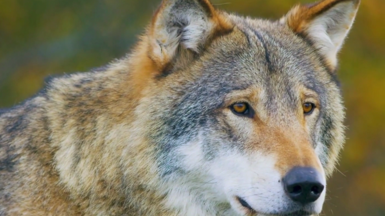 &Nu;&epsilon;&omicron;&chi;ώ&rho;&iota; &Upsilon;&pi;ά&tau;&eta;&sigmaf;: &Omicron;&iota; &epsilon;&pi;&iota;&delta;&rho;&omicron;&mu;έ&sigmaf; &lambda;ύ&kappa;&omega;&nu; &phi;ό&beta;&omicron;&sigmaf; &kappa;&alpha;&iota; &tau;&rho;ό&mu;&omicron;&sigmaf; &sigma;&tau;&eta;&nu; &pi;&epsilon;&rho;&iota;&omicron;&chi;ή