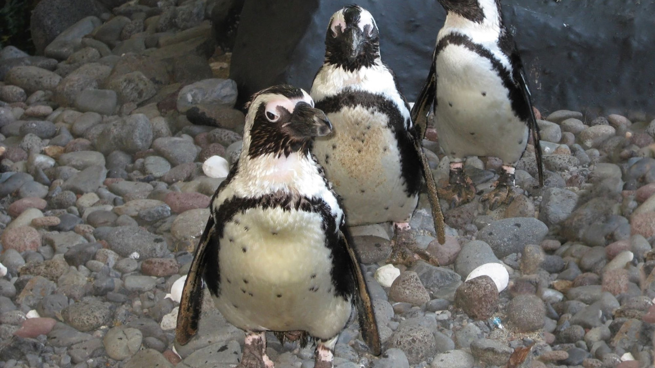 &Epsilon;&nu;&upsilon;&delta;&rho;&epsilon;ί&omicron; &tau;&eta;&sigmaf; &Nu;έ&alpha;&sigmaf; &Upsilon;ό&rho;&kappa;&eta;&sigmaf; έ&phi;&epsilon;&rho;&epsilon; &mu;έ&sigma;&alpha; &tau;&omicron;&upsilon;&sigmaf; &pi;&iota;&gamma;&kappa;&omicron;&upsilon;ί&nu;&omicron;&upsilon;&sigmaf;, &gamma;&iota;&alpha; &nu;&alpha; &mu;&eta;&nu; &pi;&alpha;&gamma;ώ&sigma;&omicron;&upsilon;&nu; &alpha;&pi;ό &tau;&omicron; &kappa;&rho;ύ&omicron;! (&beta;ί&nu;&tau;&epsilon;&omicron;)&nbsp;