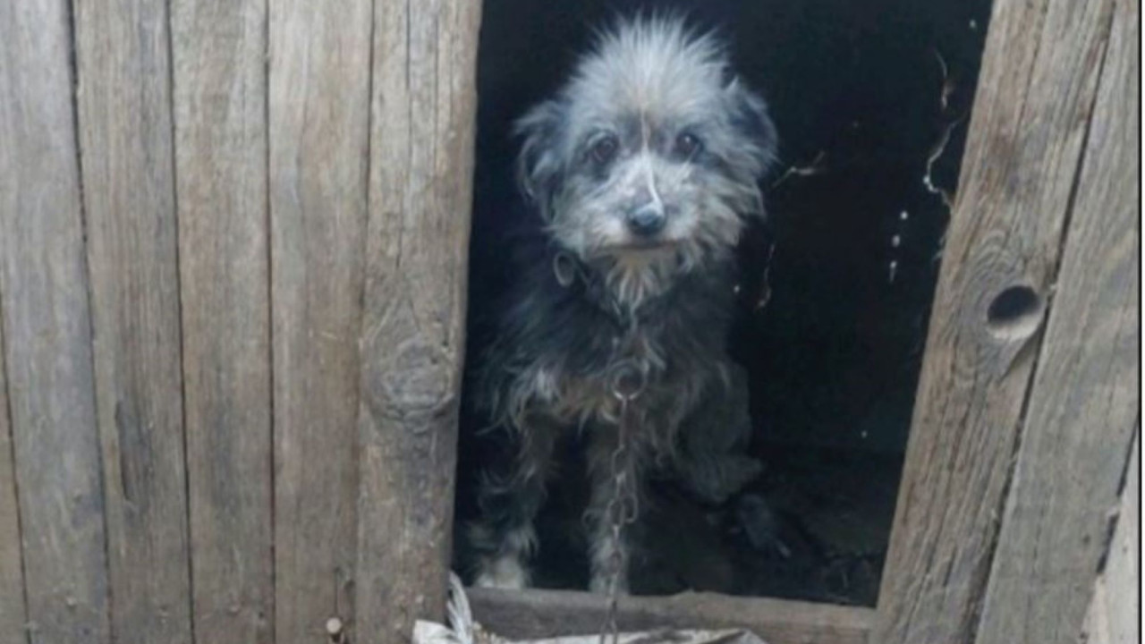 &Chi;&alpha;&nu;&iota;ά: &Sigma;&upsilon;&nu;&epsilon;&lambda;ή&phi;&theta;&eta; 60&chi;&rho;&omicron;&nu;&omicron;&sigmaf; &pi;&omicron;&upsilon; &delta;&iota;&alpha;&tau;&eta;&rho;&omicron;ύ&sigma;&epsilon; &pi;έ&nu;&tau;&epsilon; &zeta;ώ&alpha; &sigma;&upsilon;&nu;&tau;&rho;&omicron;&phi;&iota;ά&sigmaf; &sigma;&epsilon; &alpha;&kappa;&alpha;&tau;ά&lambda;&lambda;&eta;&lambda;&epsilon;&sigmaf; &sigma;&upsilon;&nu;&theta;ή&kappa;&epsilon;&sigmaf;