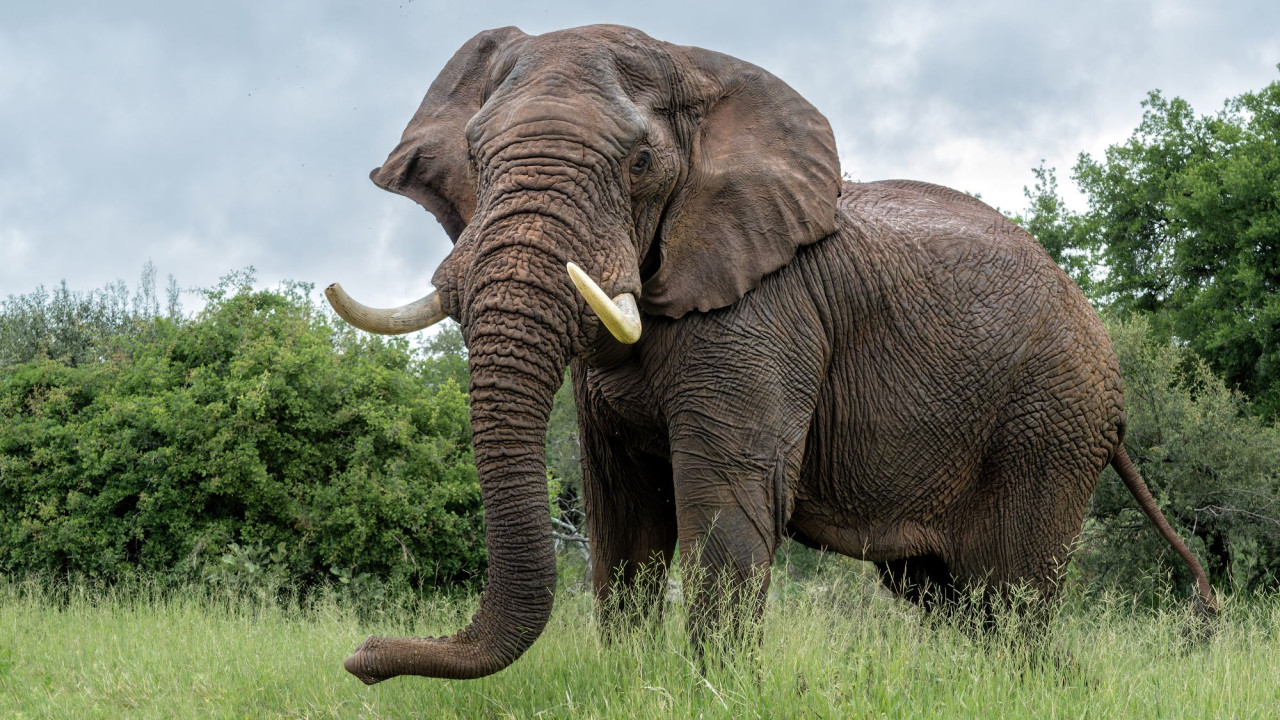 &Pi;ώ&sigmaf; &omicron;&iota; &epsilon;&lambda;έ&phi;&alpha;&nu;&tau;&epsilon;&sigmaf; &epsilon;ί&nu;&alpha;&iota; &tau;ό&sigma;&omicron; &epsilon;&pi;&iota;&delta;έ&xi;&iota;&omicron;&iota;; &Chi;ά&rho;&eta; &sigma;&tau;&iota;&sigmaf; &tau;&rho;ί&chi;&epsilon;&sigmaf; &tau;&eta;&sigmaf; &pi;&rho;&omicron;&beta;&omicron;&sigma;&kappa;ί&delta;&alpha; &tau;&omicron;&upsilon;&sigmaf;, &pi;&omicron;&upsilon; &lambda;&epsilon;&iota;&tau;&omicron;&upsilon;&rho;&gamma;&omicron;ύ&nu; &omega;&sigmaf; &laquo;&kappa;&epsilon;&rho;&alpha;ί&epsilon;&sigmaf;&raquo;