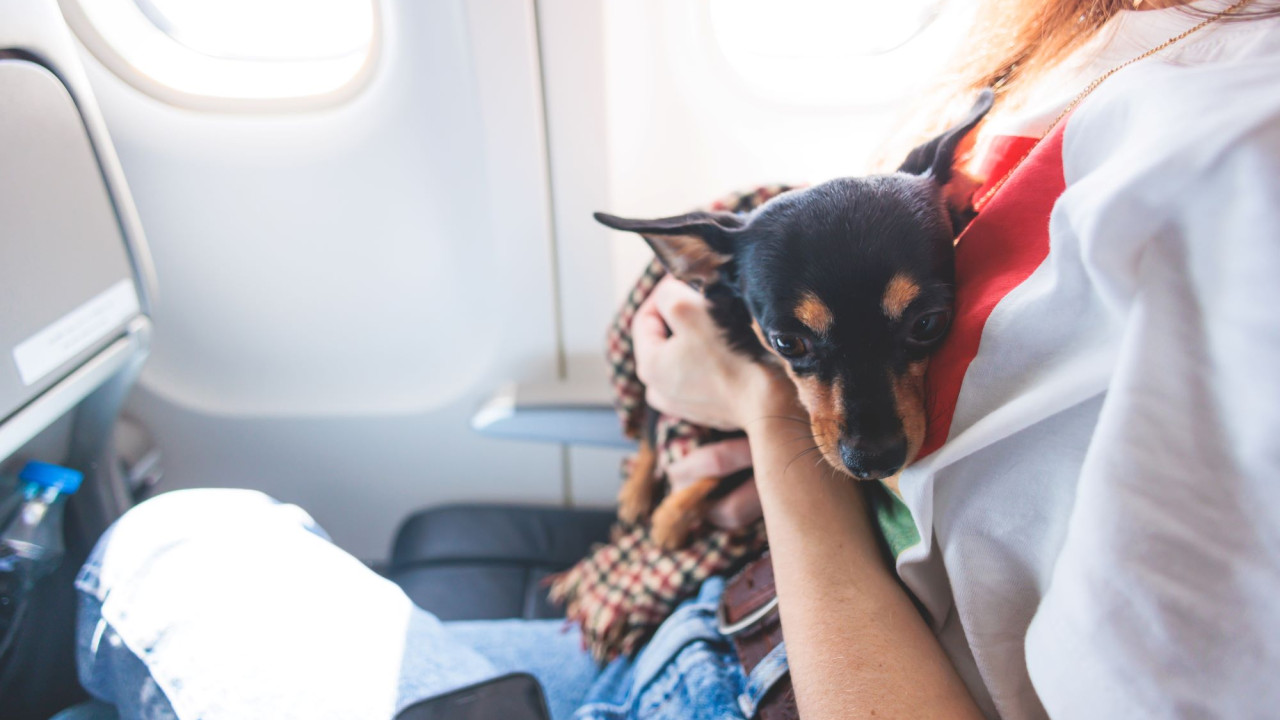 &Upsilon;&Pi;&Epsilon;&Xi;: &Epsilon;&pi;&iota;&sigma;&tau;&rho;έ&phi;&epsilon;&iota; &sigma;ή&mu;&epsilon;&rho;&alpha; &alpha;&pi;ό Ά&mu;&pi;&omicron;&upsilon; &Nu;&tau;ά&mu;&pi;&iota; &eta; &pi;&tau;ή&sigma;&eta; &epsilon;&pi;&alpha;&nu;&alpha;&pi;&alpha;&tau;&rho;&iota;&sigma;&mu;&omicron;ύ &mu;&epsilon; &kappa;&alpha;&tau;&omicron;&iota;&kappa;ί&delta;&iota;&alpha;