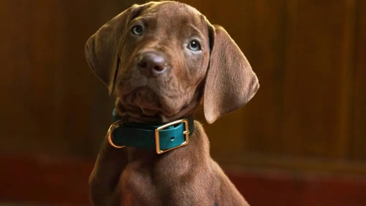 Scooby-Doo: Ο νέος σκύλος του Netflix δίχασε τους 