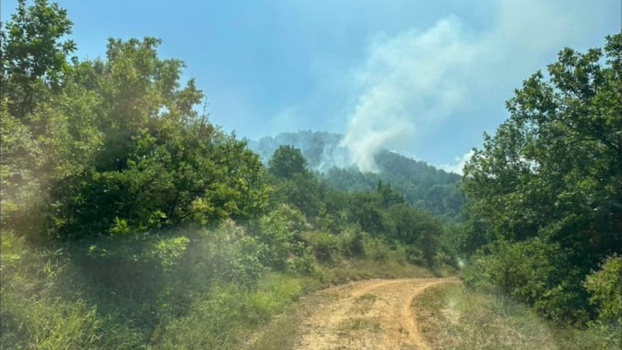ΦΩΤΙΑ ΣΕ ΔΑΣΙΚΗ ΕΚΤΑΣΗ ΣΤΑ ΚΑΝΑΛΙΑ ΜΟΥΖΑΚΙΟΥ - ΣΤΗ ΜΑΧΗ 3 ΠΥΡΟΣΒΕΣΤΙΚΑ ΑΕΡΟΣΚΑΦΗ ΚΑΙ 2 ΕΛΙΚΟΠΤΕΡΑ