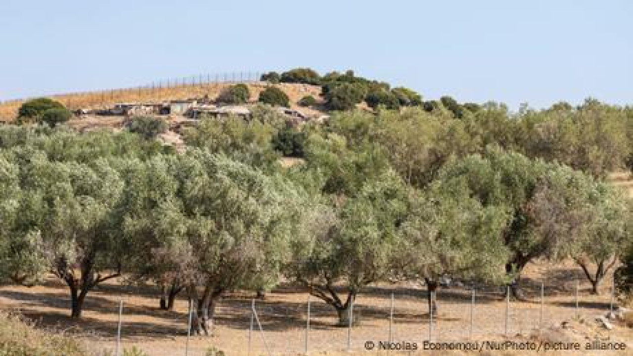 Θα μειωθεί η τιμή του ελαιόλαδου; Βροχοπτώσεις την κατάλληλη στιγμή στην Ελλάδα 