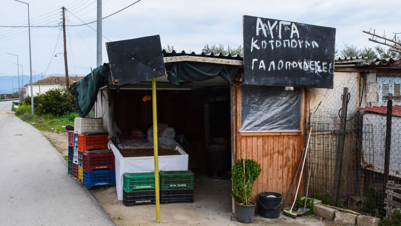 Ναύπλιο: Συνελήφθη 72χρονη για ανθρωποκτονία 50χρονου - Την λήστεψε και τον μαχαίρωσε