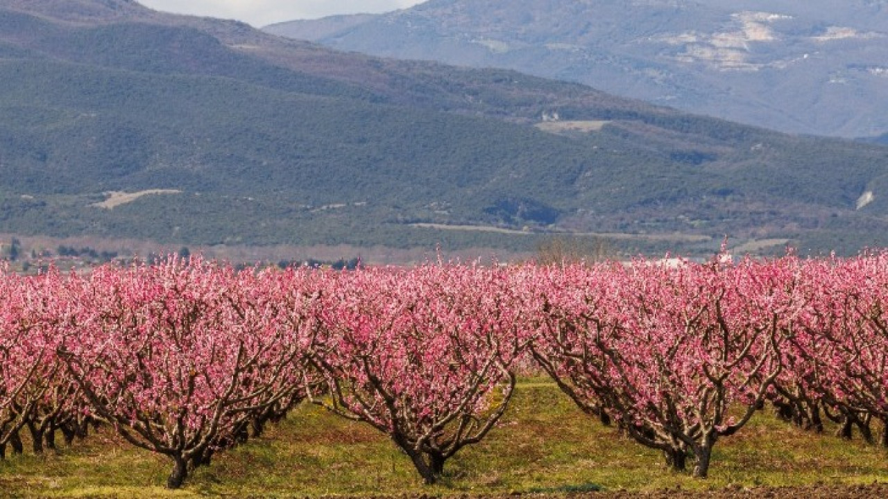 Ποια Ιαπωνία; Όμορφες εικόνες από τις Ανθισμένες Ροδακινιές στη Βέροια