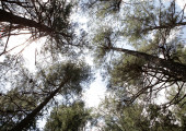 φαράγγι Σαμαριάς