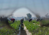 Αμεσα στην Ελλάδα από την Αίγυπτο 5.000 εποχικοί εργάτες γης