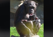 Μαμά χιμπατζίνα