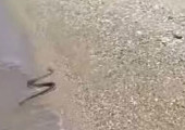 Τρόμος για λουόμενους σε παραλία της Πάτρας: Κολυμπούσαν δίπλα σε... φίδι