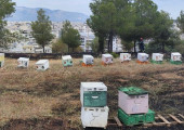 Κυψέλες