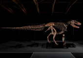 T-Rex