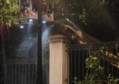 Πτώση δέντρου