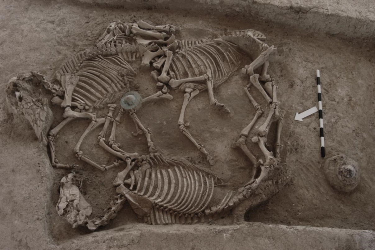 Burial of utility horses that accompanied the funeral procession