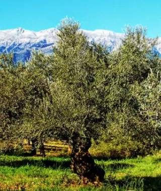 Σοβαρό το πρόβλημα στις ελαιοκαλλιέργειες του Λασιθίου λόγω ξηρασίας 