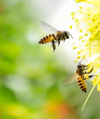  Έκθεση για τον συναρπαστικό κόσμο των μελισσών στο Λίβερπουλ