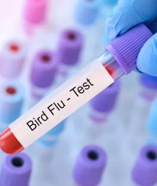 Γιατί δεν μπορεί να προκαλέσει, προς το παρόν, πανδημία ο ιός της γρίπης των πτηνών
