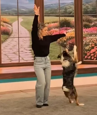 Eurovision 2026: Η viral στιγμή με σκύλο που χορεύει στον ρυθμό του «Ferto»