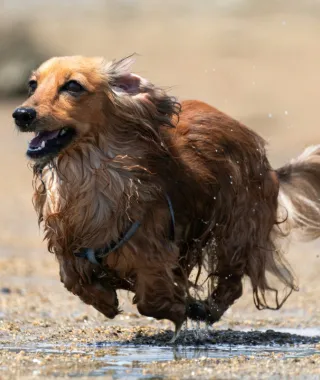 Γιατί τα σκυλιά λατρεύουν τις λάσπες; (bonus ξεκαρδιστικό βίντεο)